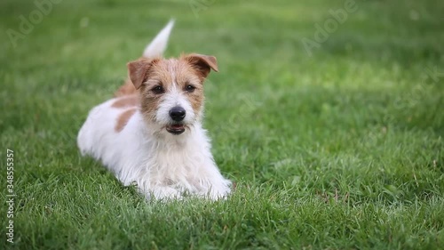 Happy cute funny friendly small jack russell terrier pet dog puppy wagging his tail in the grass and smiling
 photo