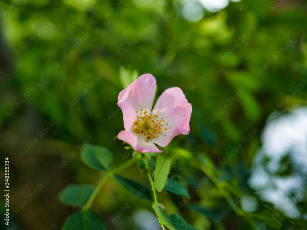 Fleurs