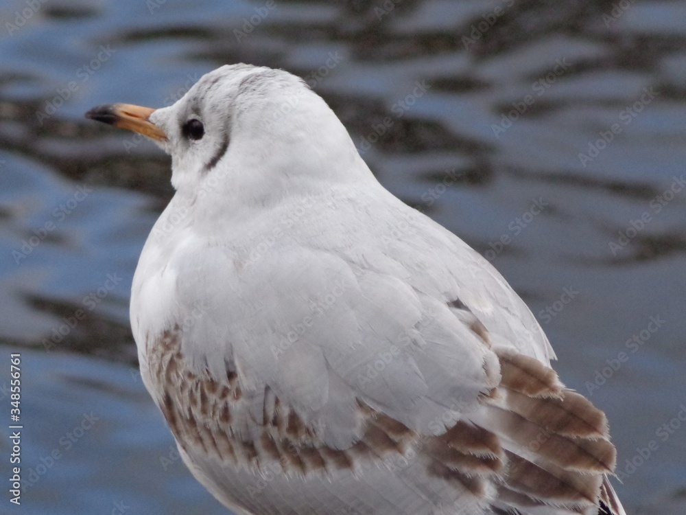 seagull on the beach