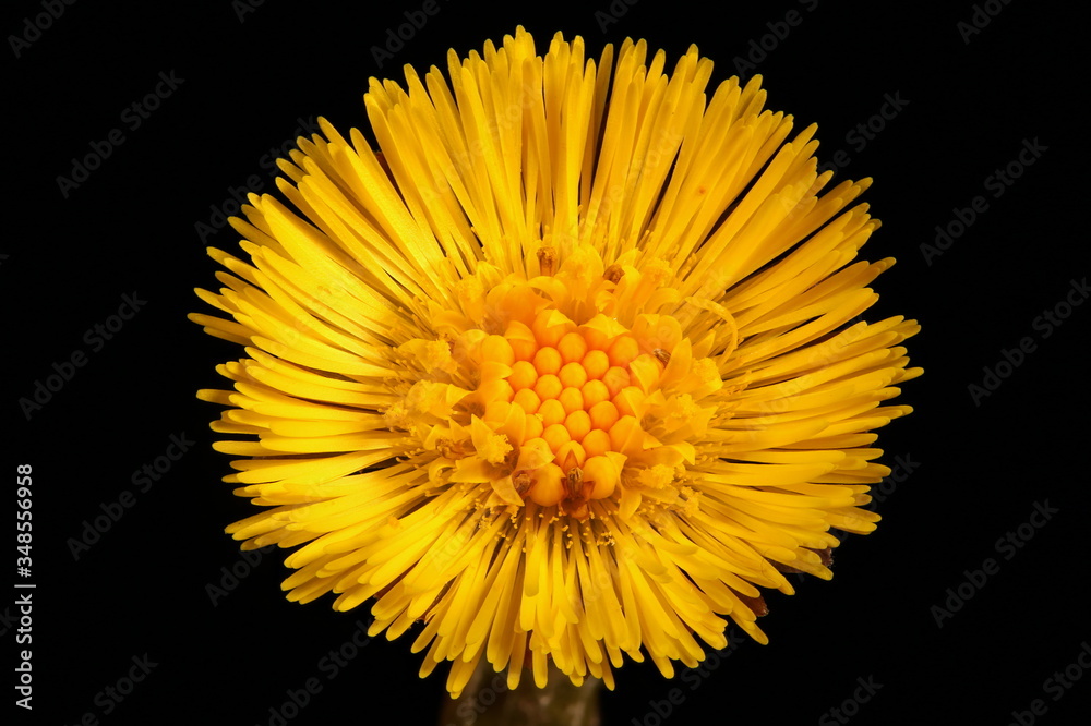 Colt's Foot (Tussilago farfara). Capitulum Closeup Colt's Foot (Tussilago farfara). Capitulum Closeup