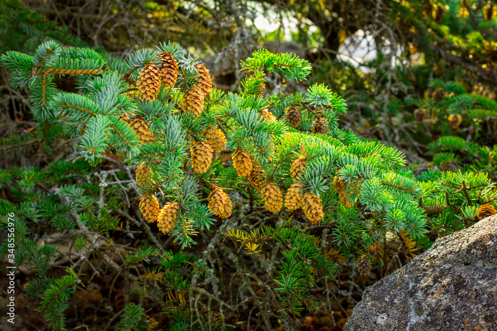 Cones on a tree. Fir tree with cones.