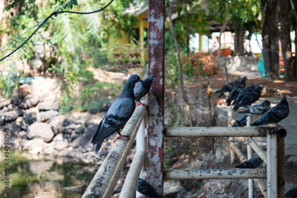 Obraz premium pigeons on the fence in the park