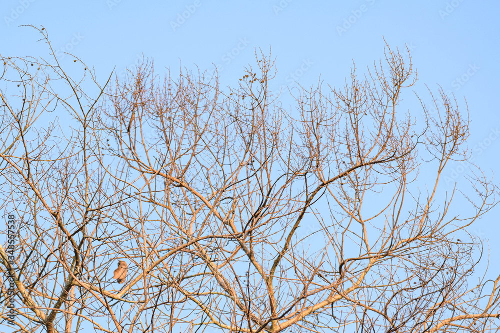 tree branches against blue sky tree branches against blue sky