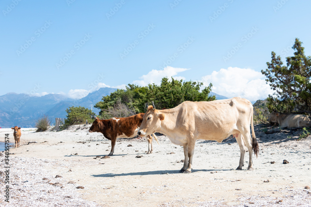 Obraz premium Cow on the beach