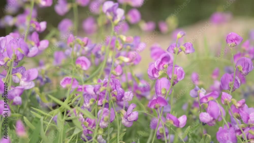 A bumblebee flies from one flower to another as it gathers nectar from wild peas growing in a large cluster. A bumblebee flies from one flower to another as it gathers nectar from wild peas growing in a large cluster.