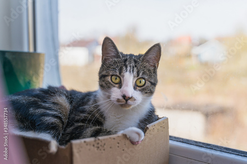  cat lies in a box on a windowsill