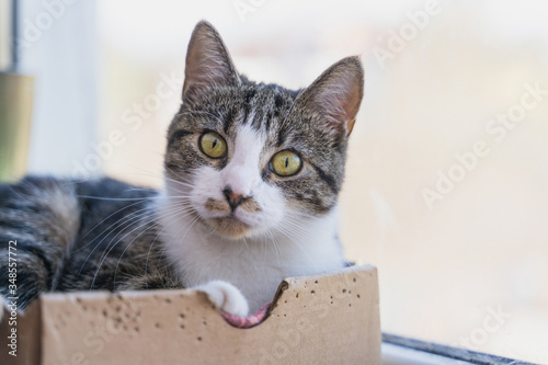  cat lies in a box on a windowsill