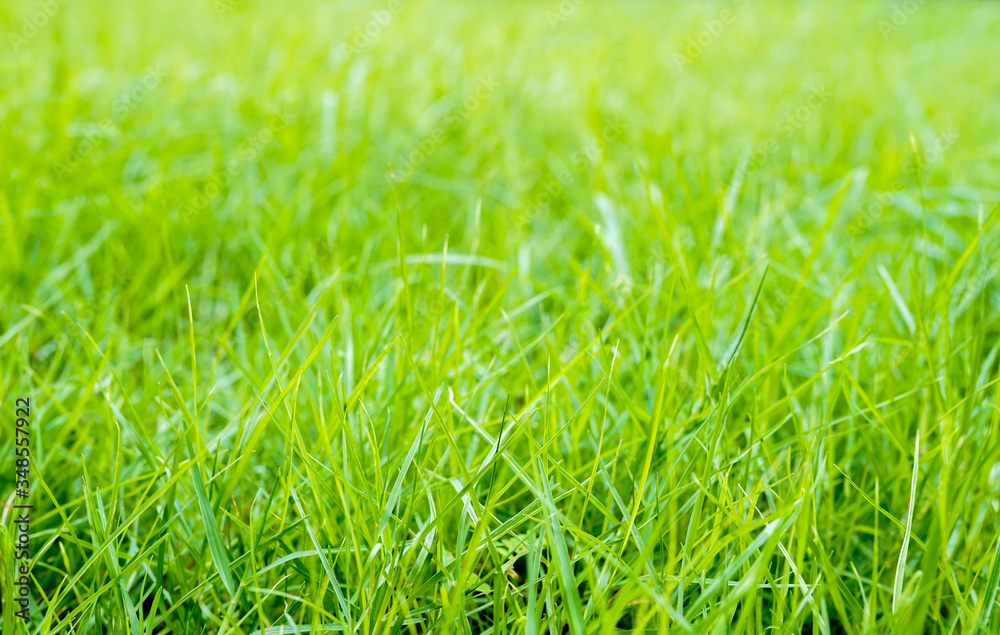 Close up green grass on the garden in the morning and blur background
