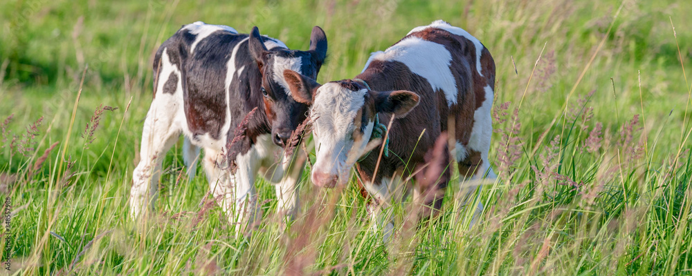 Cows graze on a juicy meadow on a summer day