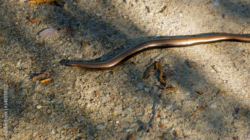 Slow Worm, Anguis Fragilis Resting On The Ground. - close up shot photo