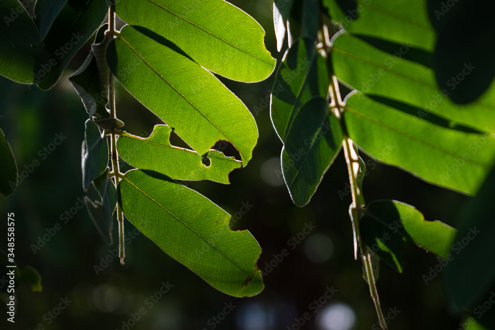 green leaves in the morning sun close up background green leaves in the morning sun close up background