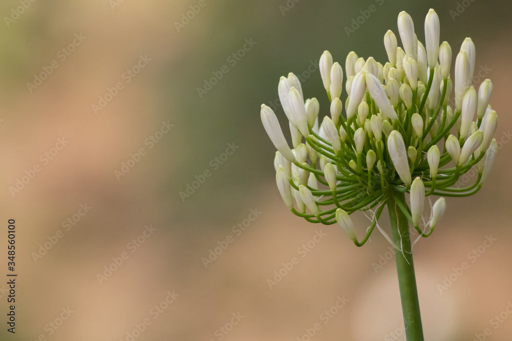 White agapanthus flower in close up with yellow blurred garden background. natural lighting. Hidalgo, México White agapanthus flower in close up with yellow blurred garden background. natural lighting. Hidalgo, México