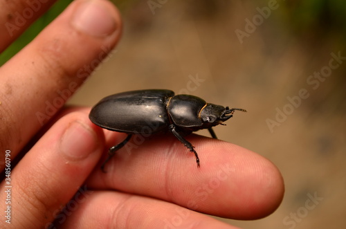 Escarabajo del Himalaya