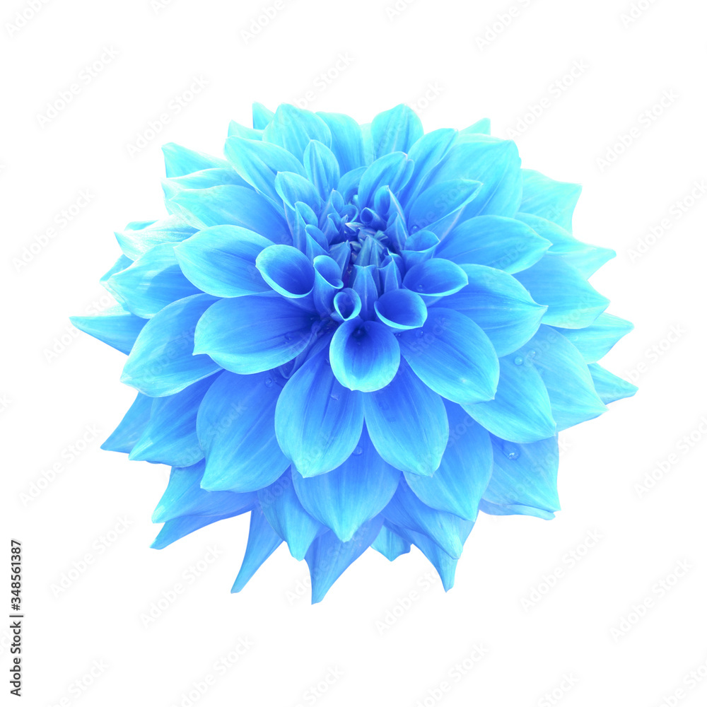 Blue dahlia flower isolated on white background