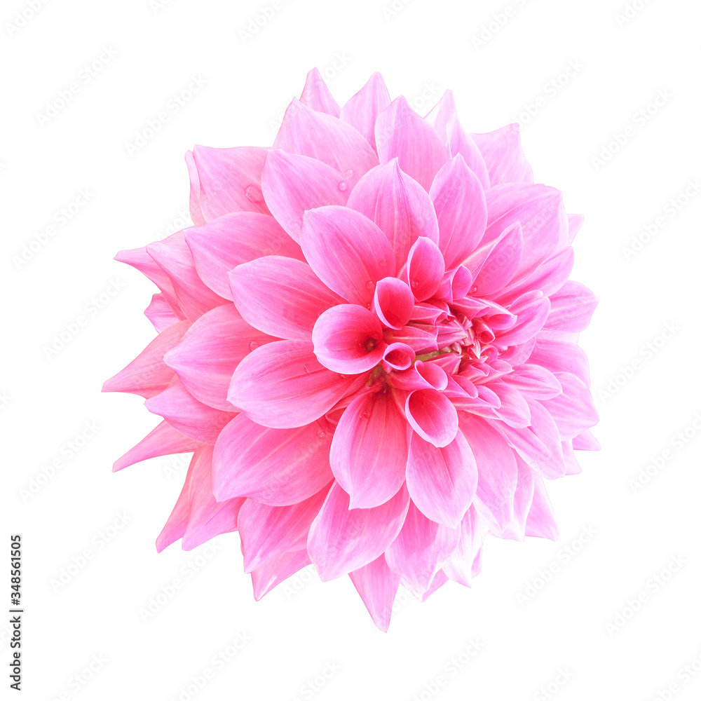 Pink dahlia flower isolated on white background Pink dahlia flower isolated on white background