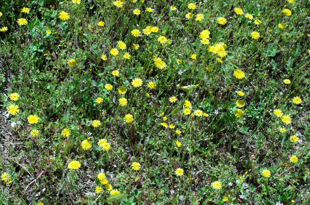 Meadow covered with lots of wild yellow flowers. 
Summer desktop wallpaper
