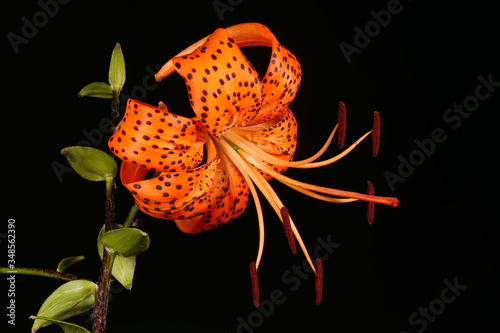 Tiger Lily (Lilium lancifolium). Flower Closeup
