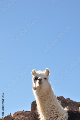 llama at bolivia salar de yuni salt lake © kwanho