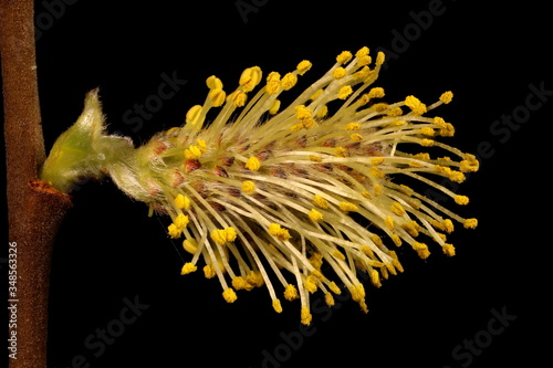 Gray Willow (Salix cinerea). Male Inflorescence Closeup