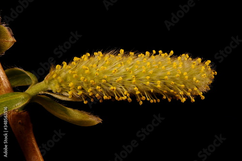 White Willow (Salix alba). Male Inflorescence Closeup