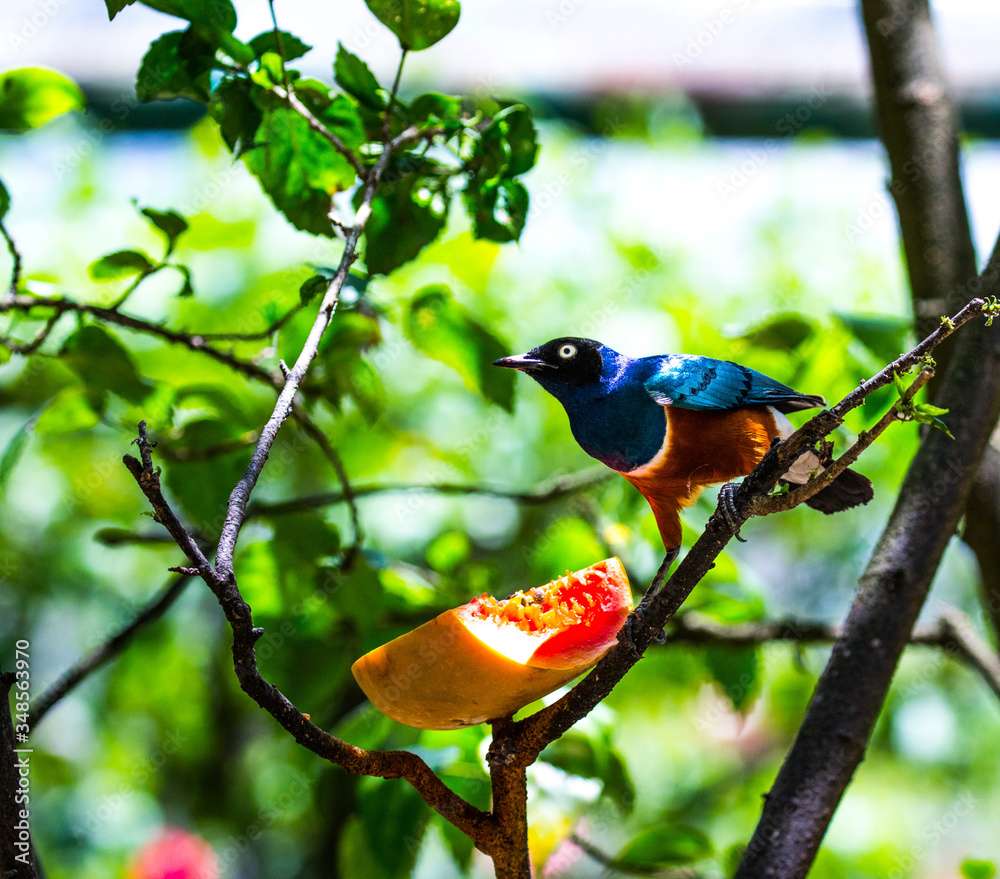Fototapeta premium Superb starling, Kuala Lumpur Bird Park, Malaysia