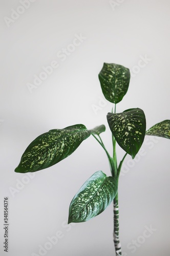 Minimal style design of dieffenbachia home plant with empty copy space for text photo