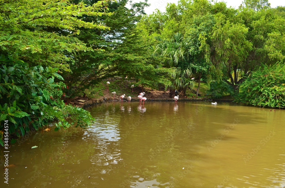 Fototapeta premium flamingo pond in the park