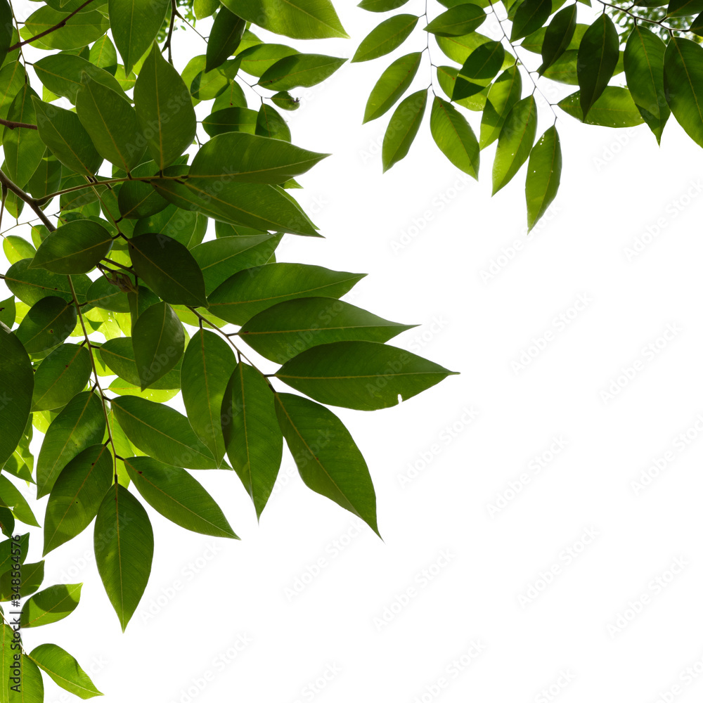 green tree branch isolated on white background green tree branch isolated on white background