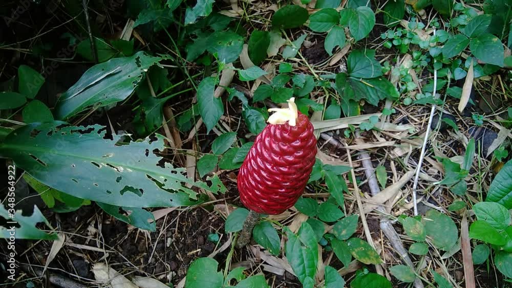 Vidéo Stock Bitter ginger (Zingiber zerumbet, shampoo ginger, pinecone