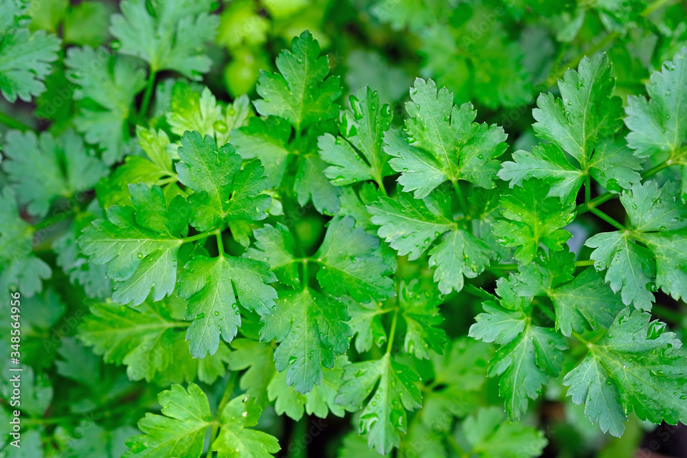 Parsley leaves top view. Parsley plant twigs background. Green natural background, spices. Medicinal herbs growing in the garden. Parsley leaves top view. Parsley plant twigs background. Green natural background, spices. Medicinal herbs growing in the garden.