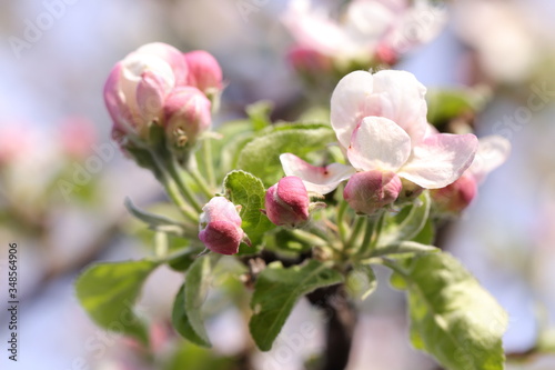 Tree branch with blooming apple flowers in a spring day  selective focus. Spring background  macro photography