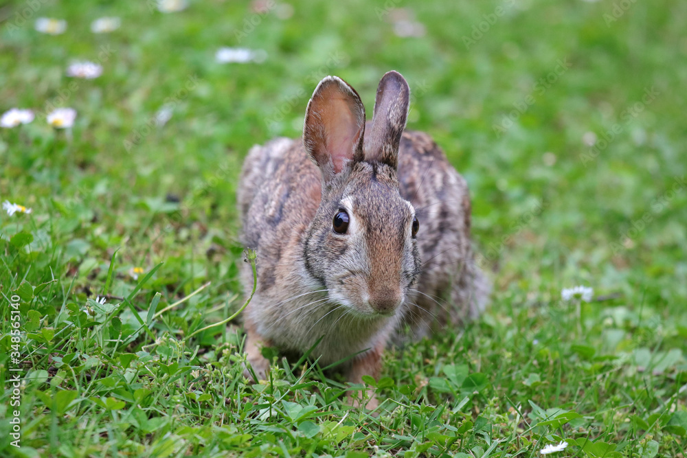 Fototapeta premium coniglietto selvatico nel prato verde