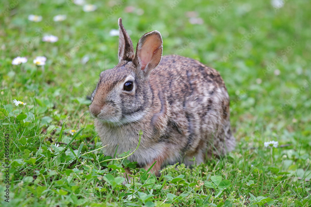 Fototapeta premium coniglietto selvatico nel prato verde