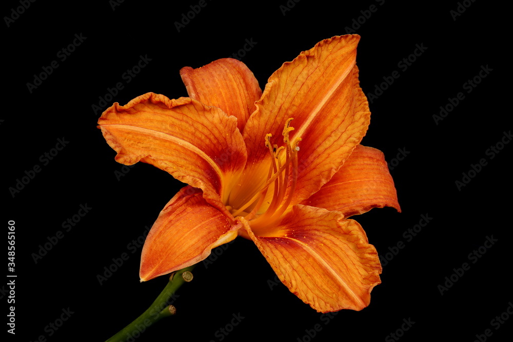 Orange Day-Lily (Hemerocallis fulva). Flower Closeup