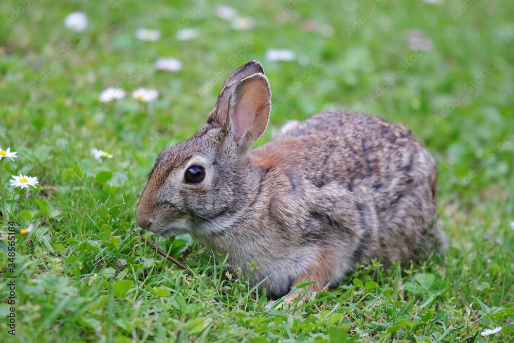 Fototapeta premium coniglietto selvatico nel prato verde