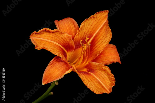 Orange Day-Lily (Hemerocallis fulva). Flower Closeup
