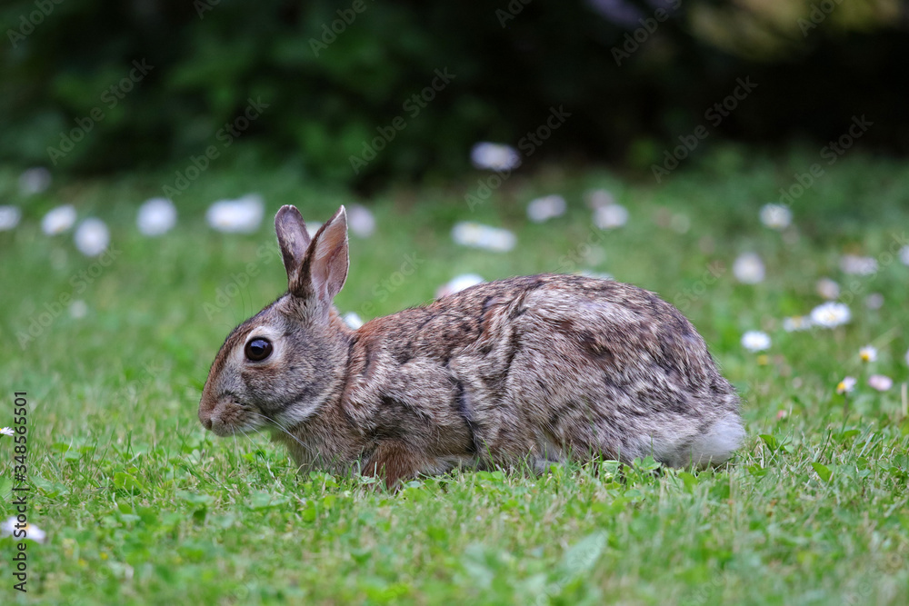 Fototapeta premium coniglietto selvatico nel prato verde