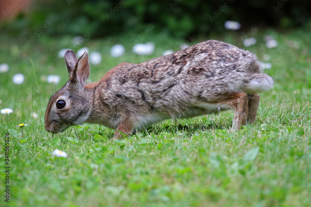 Fototapeta premium coniglietto selvatico nel prato verde