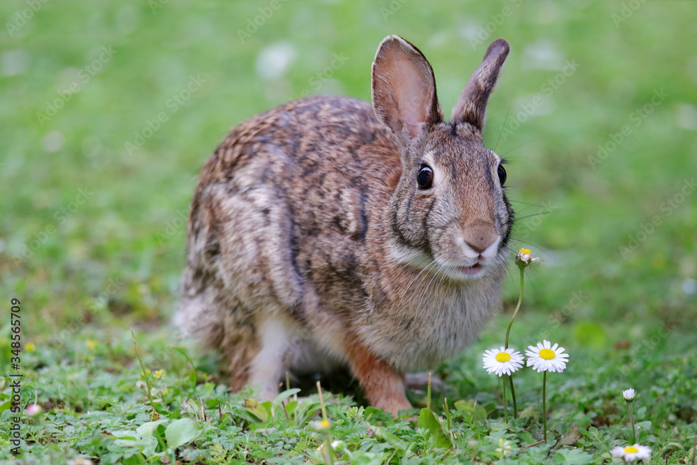 Fototapeta premium coniglietto selvatico nel prato verde