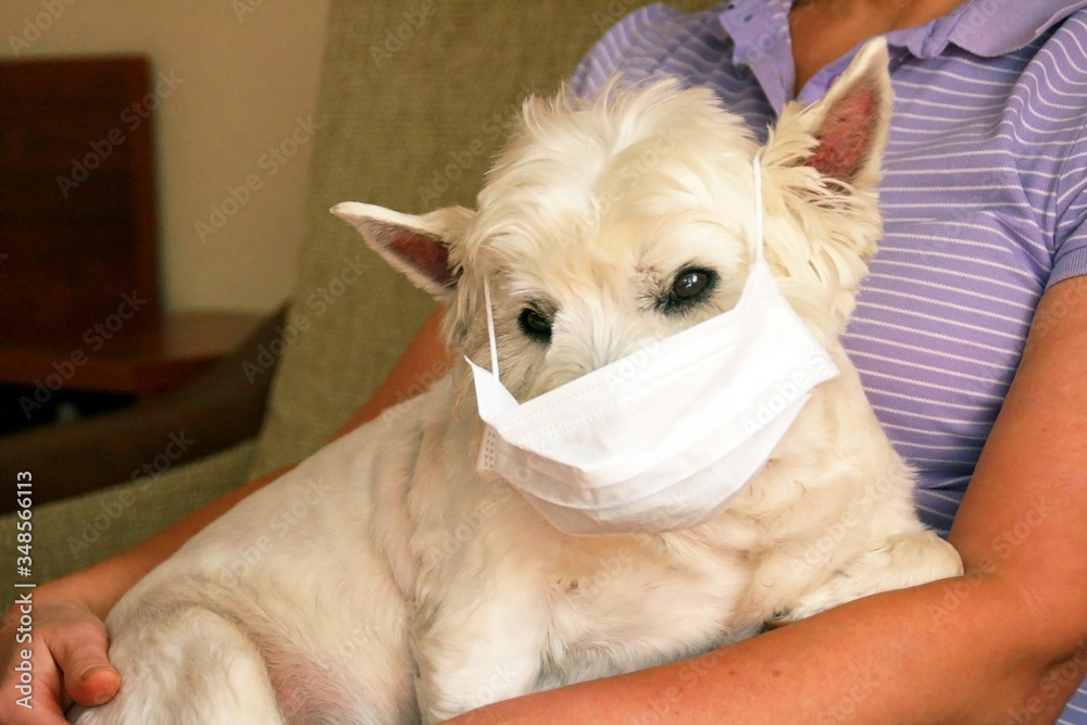 Dog in mask is sitting near with woman on the sofa/ White west highland terrier wearing protection mask against virus. Covid 19 concept Dog in mask is sitting near with woman on the sofa/ White west highland terrier wearing protection mask against virus. Covid 19 concept