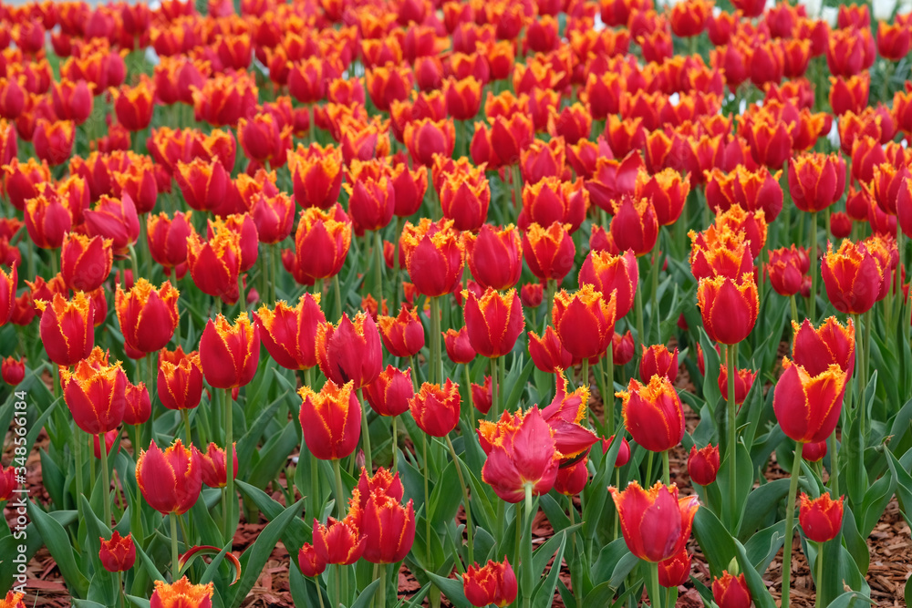 Red tulips with fringe in the garden. Flowerbed decoration in a city park. Many tulips grow in the field. Tulips with a yellow rim bloom in spring.