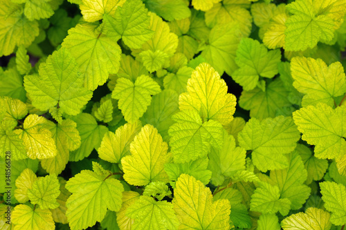 Leaves of nine-bark (Physocarpus) top view. Light green leaves shrub background. Hedgehog hedge, young seedlings close-up. Beautiful gentle natural background.