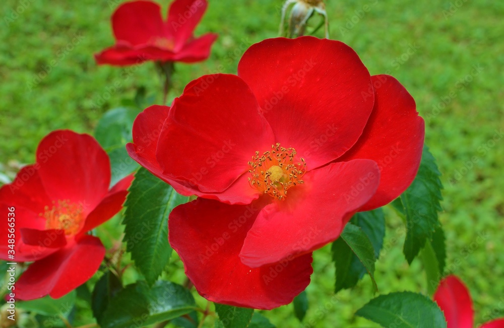 red roses on a bush in the garden red roses on a bush in the garden