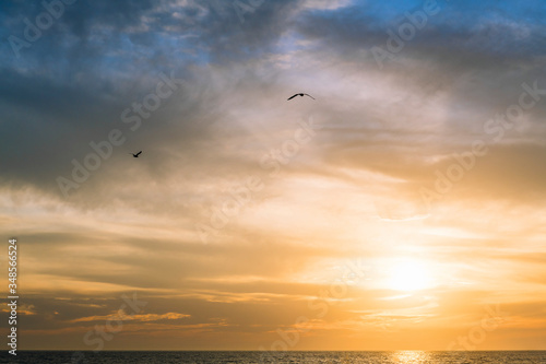 gulls flying over the sea across the sky at sunset © Raul Mellado