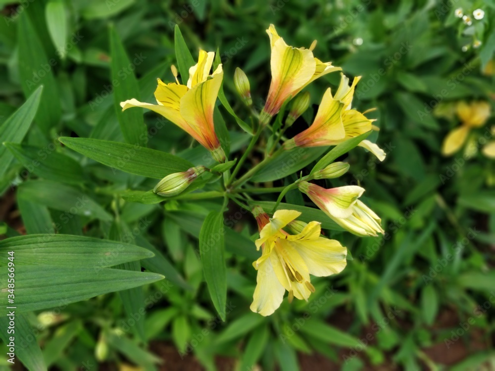 Fototapeta premium DAY LILIES