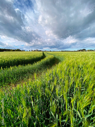 Agricultural land with a crop of barley - Yorkshire - United Kingdom