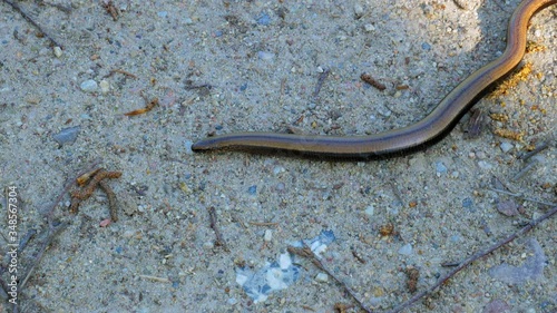 Slow Worm, Anguis Fragilis Or Blindworm Creeping On The Ground. - high angle shot photo