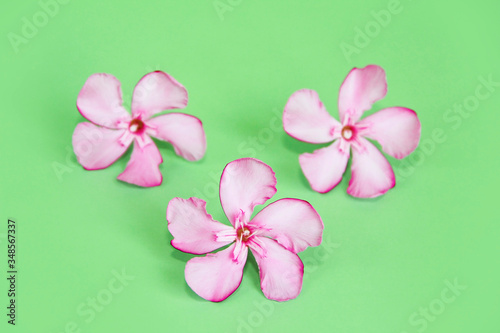 natural pink oleander flowers on a green background