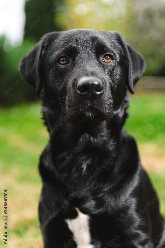 Natural black dog in the garden on a sunny day in front of the house Natural black dog in the garden on a sunny day in front of the house
