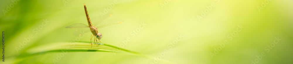 Nature of dragonfly on green leaf with blurred greenery background in ...